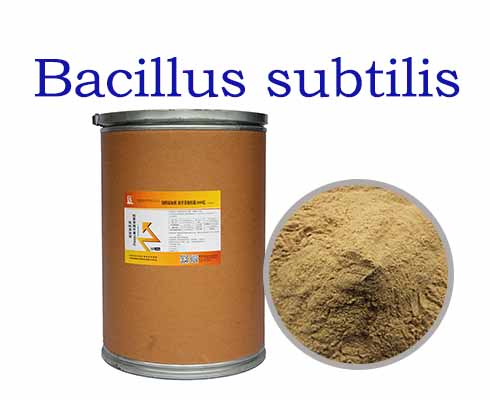 Bacillus subtilis