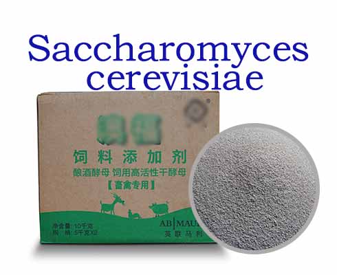 Saccharomyces cerevisiae