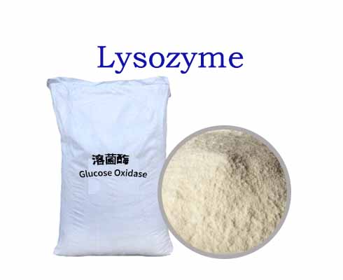 Lysozyme