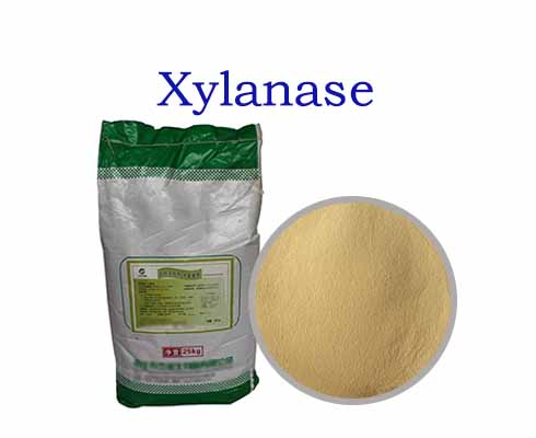 Xylanase
