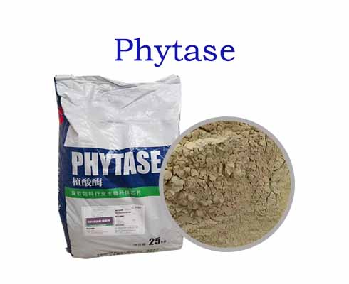 Phytase