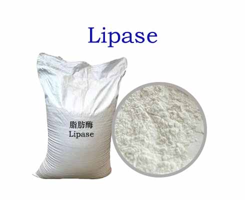 Lipase