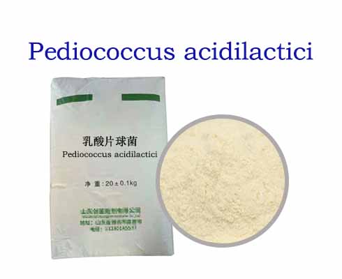 Pediococcus acidilactici