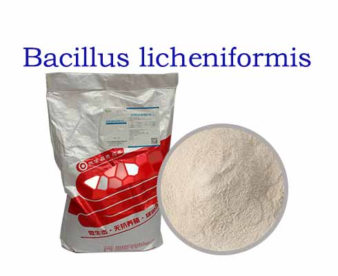 Bacillus licheniformis