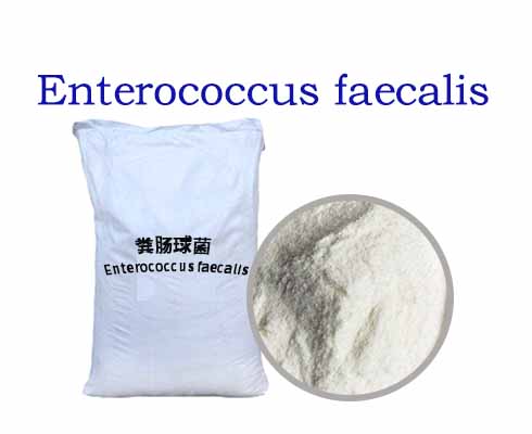 Enterococcus faecalis