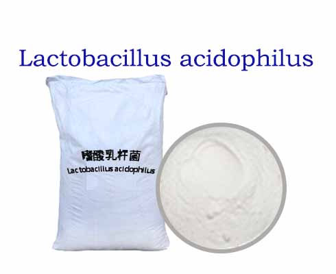 Lactobacillus acidophilus