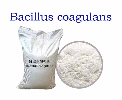 Bacillus coagulans