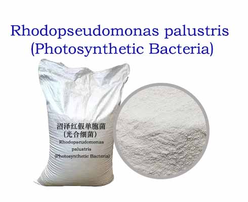 Rhodopseudomonas palustris (Photosynthetic Bacteria)