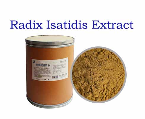 Radix Isatidis Extract